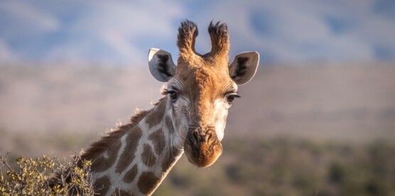 Au cœur du Cameroun : safaris, randonnées et rencontres authentiques