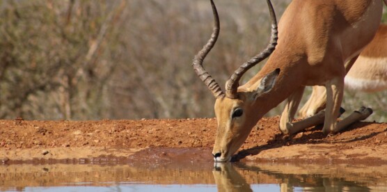 Cap-Vert : Une destination méconnue pour les safaris hors des sentiers battus